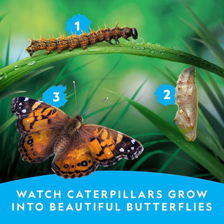 NATIONAL GEOGRAPHIC Caterpillar Growing Kit